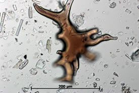 Phytolith produced in Douglas-fir needles (Photo by Jenny McCune)