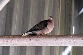 Pigeon (Photo by Leoadec, Wikimedia Commons)