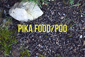 Pika food/poo (Photo by Stephen Robinson) 