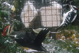 A pileated and hairy woodpecker sharing suet. (Photo by Paul and Vicki Hotte)