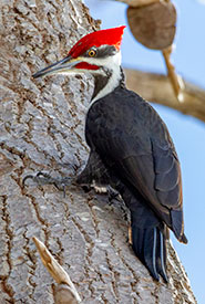 Pileated woodpecker (Photo by Denis Doucet, CC BY-NC 4.0)