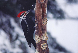 Pileated woodpecker, the size of a small crow, is the glamour boy of the Happy Valley Forest. His shouting call is heard throughout the year. (Photo by Dr. Henry Barnett)