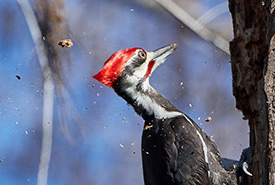 Pileated woodpecker (Photo by vtjohn, CC BY-NC 4.0)