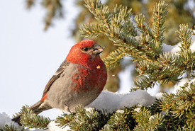 Pine grosbeak in winter (Photo by Sean Feagan/NCC Staff)