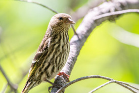 Pine siskin (Photo by Sean Feagan/NCC Staff)