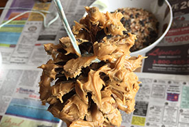 Step three: Cover the pine cone with nut butter/suet/shortening (Photo by NCC)