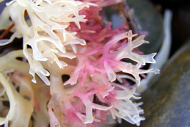 Pink seaweed (Photo by Amanda Cashin Photography)