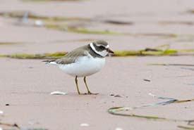 Beach clean-ups can help species at risk such as the piping plover (Photo by Sean Landsman)