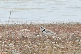 Piping plover at Shoe Lake, SK  (Photo by Bill Armstrong)