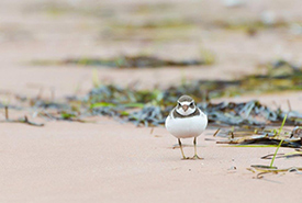 Piping plover (Photo by Sean Landsman) 