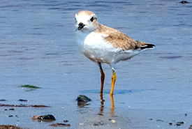 Piping plover (Photo by Andrew Herygers/NCC staff)