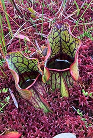 Pitcher plants are one of the unique plants you can find in the Alfred Bog (Photo by NCC)