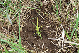 A planted seedling (Photo by NCC) 