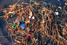 Plastic waste is often seen washed up on shorelines (Photo by Kevin Krejc/Wikimedia Commons) 