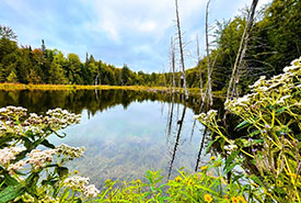 Beaver pond (Photo by Lenore Atwood)
