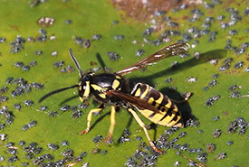 Prairie yellowjacket (Photo by Terry Carr, CC BY-NC 4.0)