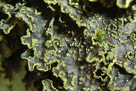 Pseudocyphellaria perpetua (Photo by Troy McMullin)