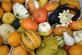 Pumpkins (Photo by Nino Barbieri, Wikimedia Commons)