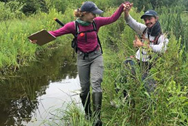 Purple loosestrife gymnastics (Photo by NCC) 