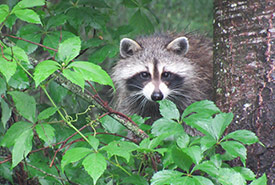 Raccoon (Photo by Sherry Nigro)