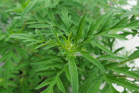 Common ragweed leaves (Photo by Wendy Ho/NCC staff)
