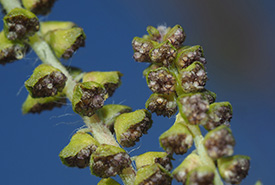 Common ragweed (Photo by Felix Riegel, CC BY-NC 4.0)