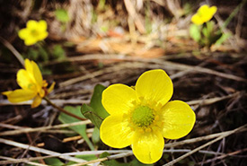 Buttercups (Photo by Brynn Bellingham/NCC staff) 