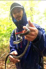 Conservation technician Andrew Colton helping with the gray ratsnake monitoring program. Here the snake is being weighed and measured before placing it in an enclosure to test the effectiveness of barrier fencing to prevent reptiles from getting onto the road. (Photo by NCC)