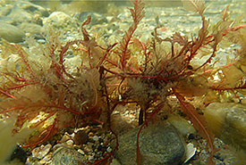 Red seaweed (Photo by Dr. Sophie Steinhagen) 