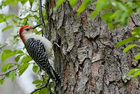 Red-bellied woodpecker (Photo by NCC)