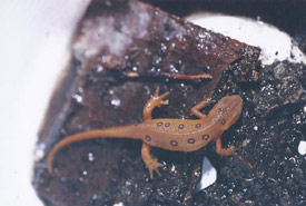 Red eft (the immature form of the spotted newt) are the commonest reptile in the Happy Valley Forest and crowd the forest trails during egg-laying time. (Photo by Dr. Henry Barnett)