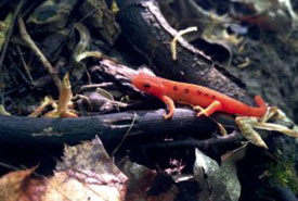 Red eft, the juvenile stage of the eastern newt, common in Happy Valley Forest (Photo by Jenna Siu/NCC)