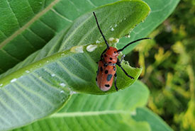 Red milkweed beetle (Photo by Wendy Ho/NCC staff)