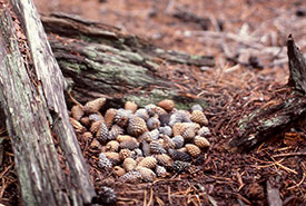 Red squirrel cache (Photo by J. Schmidt/U.S. National Parks Service) 