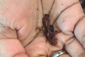 Red wigglers are small but have a big appetite (Photo by NCC)