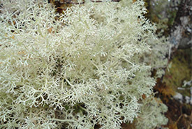 Reindeer lichen (Photo by Mac Pitcher)