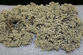 Specimen of reindeer lichen, catalogue number L-657 (Photo courtesy of Manitoba Museum)