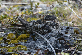 Common nighthawk resting on its nest (Photo by NCC)