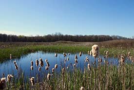 A restored wetland in Norfolk, ON (Photo by NCC)