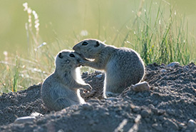 Richardson's ground squirrel (Photo by Jason Bantle)