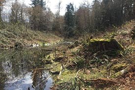 Riparian habitat after Himalayan blackberry removal. (Photo by Lynn Pinnell)
