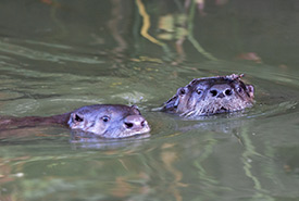 Two river otters peeping their heads above the water (Photo by Nila Sivatheesan/NCC staff)