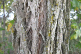 Fissured bark on the main trunk (Photo by Bill Moses)