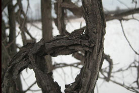 Short, gnarly side branches all the way up the tree (Photo by Bill  Moses)