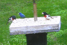 Two species commonly sharing the feeder: rose-breasted grosbeak and male indigo bunting. These and the oriole represent the greatest beauties in the forest. (Photo by Dr. Henry Barnett)