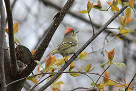 Ruby-crowned kinglet (Photo by Pia Vahabi/NCC staff)