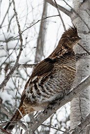 Ruffed grouse standing on a tree branch (Photo by François Dubois, CC BY-NC 4.0)