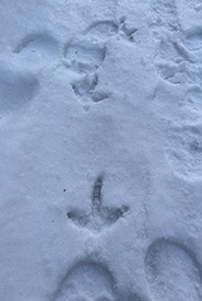 Ruffed grouse tracks (Photo by freemanh98, CC BY-NC 4.0)