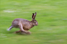 Running hare (Photo by Malene Thyssen, Wikimedia Commons)
