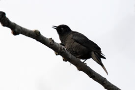 Rusty blackbird (Photo by Jeff Nadler)